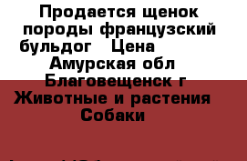 Продается щенок породы французский бульдог › Цена ­ 7 000 - Амурская обл., Благовещенск г. Животные и растения » Собаки   